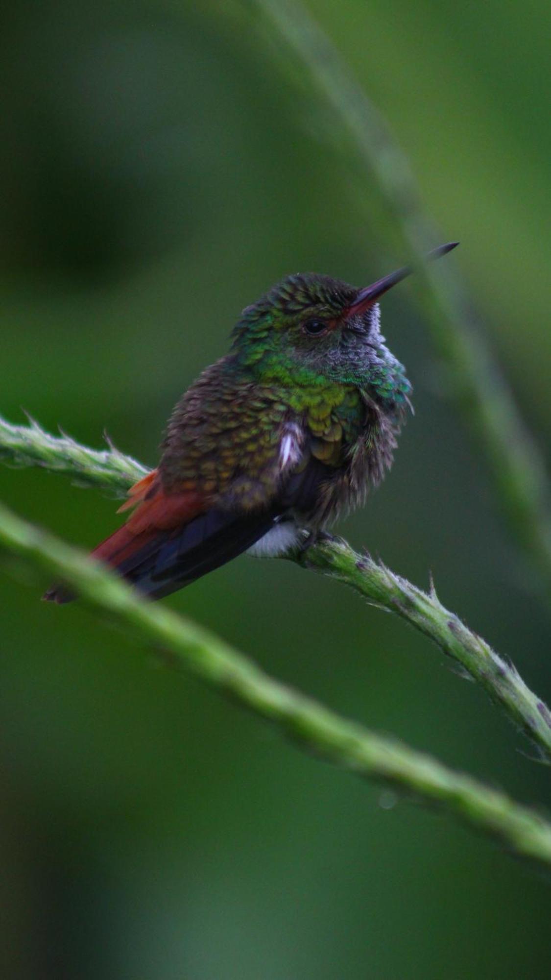 Casa Torre Eco- Lodge La Fortuna Екстериор снимка